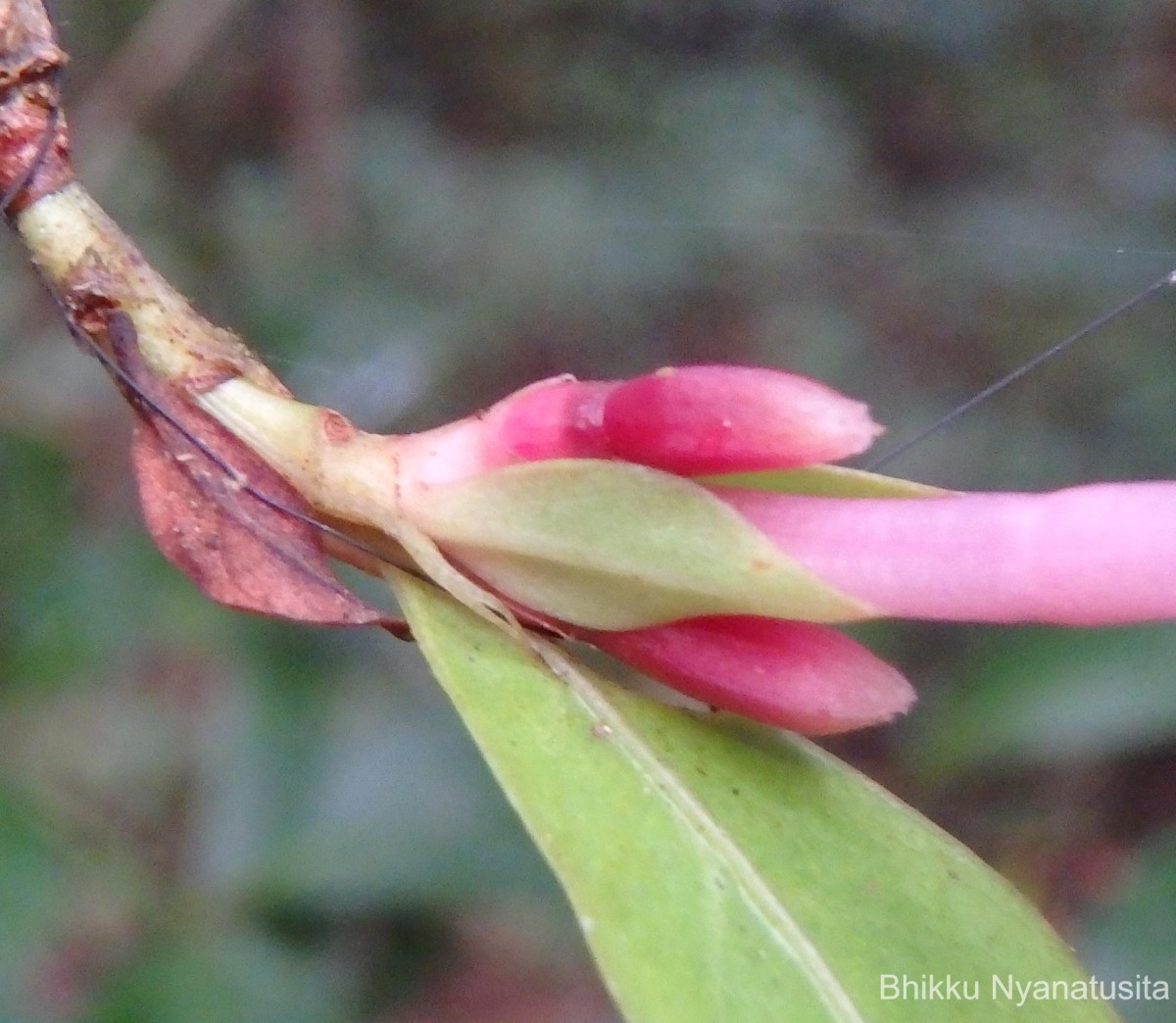 Gaertnera rosea Thwaites ex Benth.